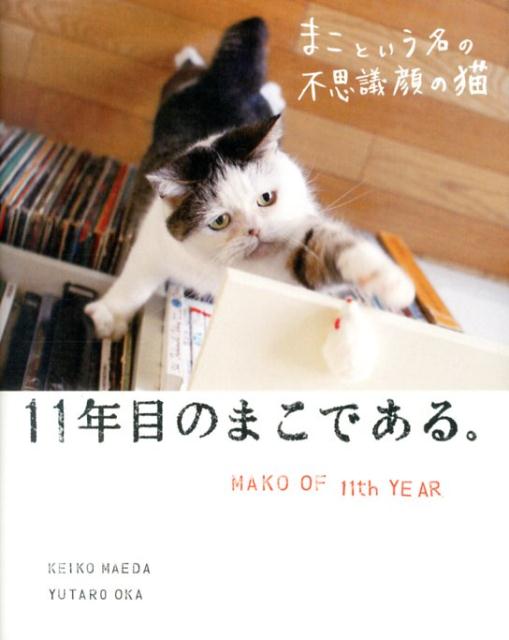 まこという名の不思議顔の猫（11年目のまこである。）