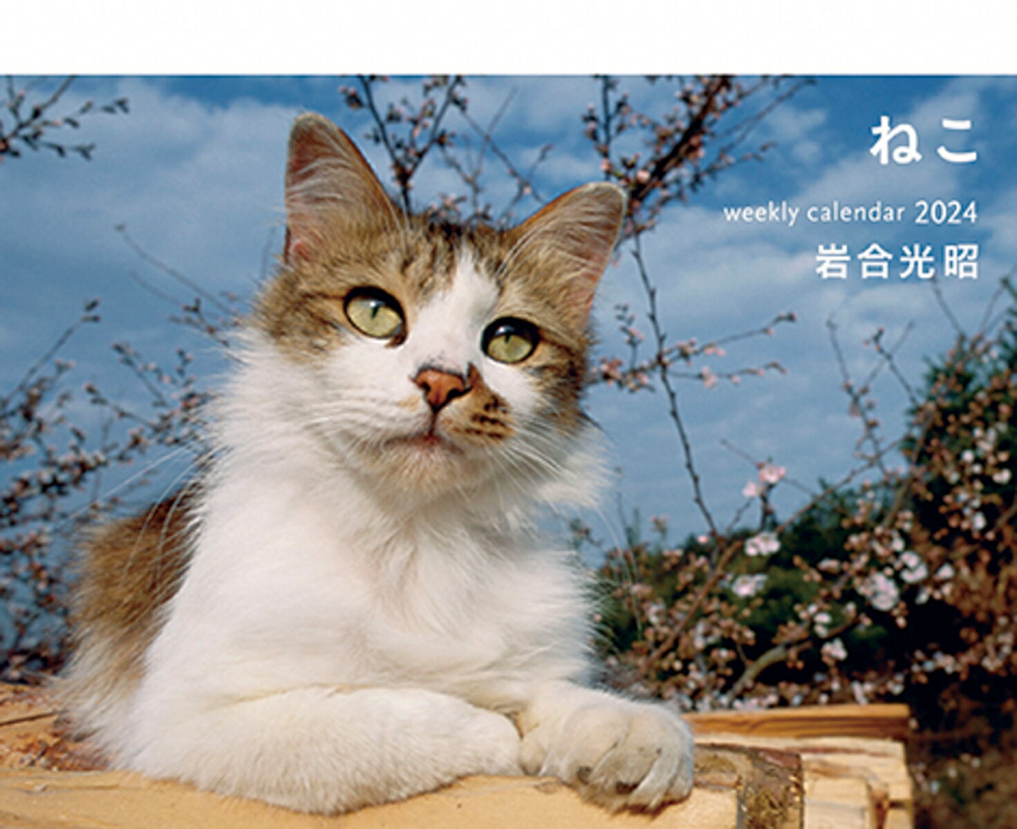 2024 岩合光昭 ねこ weekly calendar 