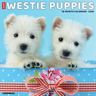 Westie Puppies 2026 12 X 12 Wall Calendar WESTIE PUPPIES 2026 12 X 12 WA [ Willow Creek Press ]