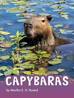 Capybaras CAPYBARAS （Animals） 
