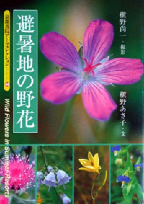 避暑地の野花