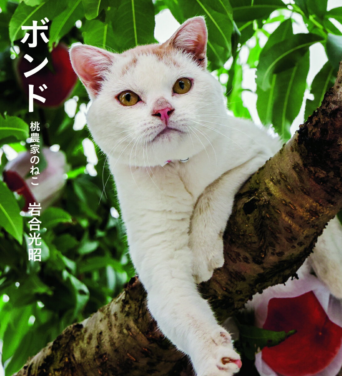 ボンド 桃農家のねこ