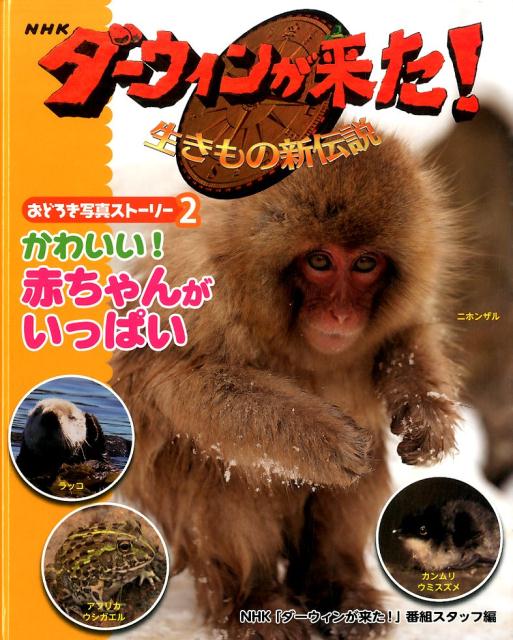 NHKダーウィンが来た！（2）