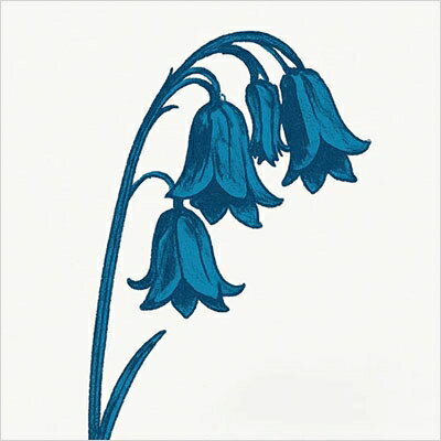 【輸入盤】This Is The Bluebells
