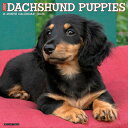 Just Dachshund Puppies 2024 12 X 12 Wall Calendar JUST DACHSHUND PUPPIES 2024 12 Willow Creek Press