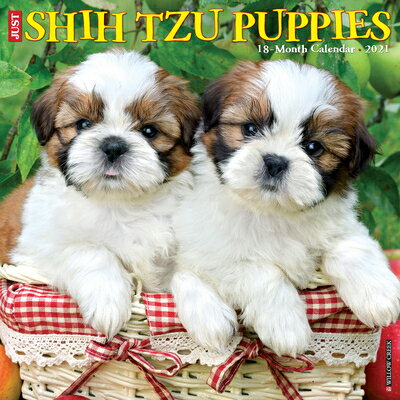 Just Shih Tzu Puppies 2021 Wall Calendar (Dog Breed Calendar) JUST SHIH TZU PUPPIES 2021 WAL [ Willow Creek Press ]
