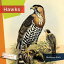 Hawks HAWKS [ Melissa Gish ]