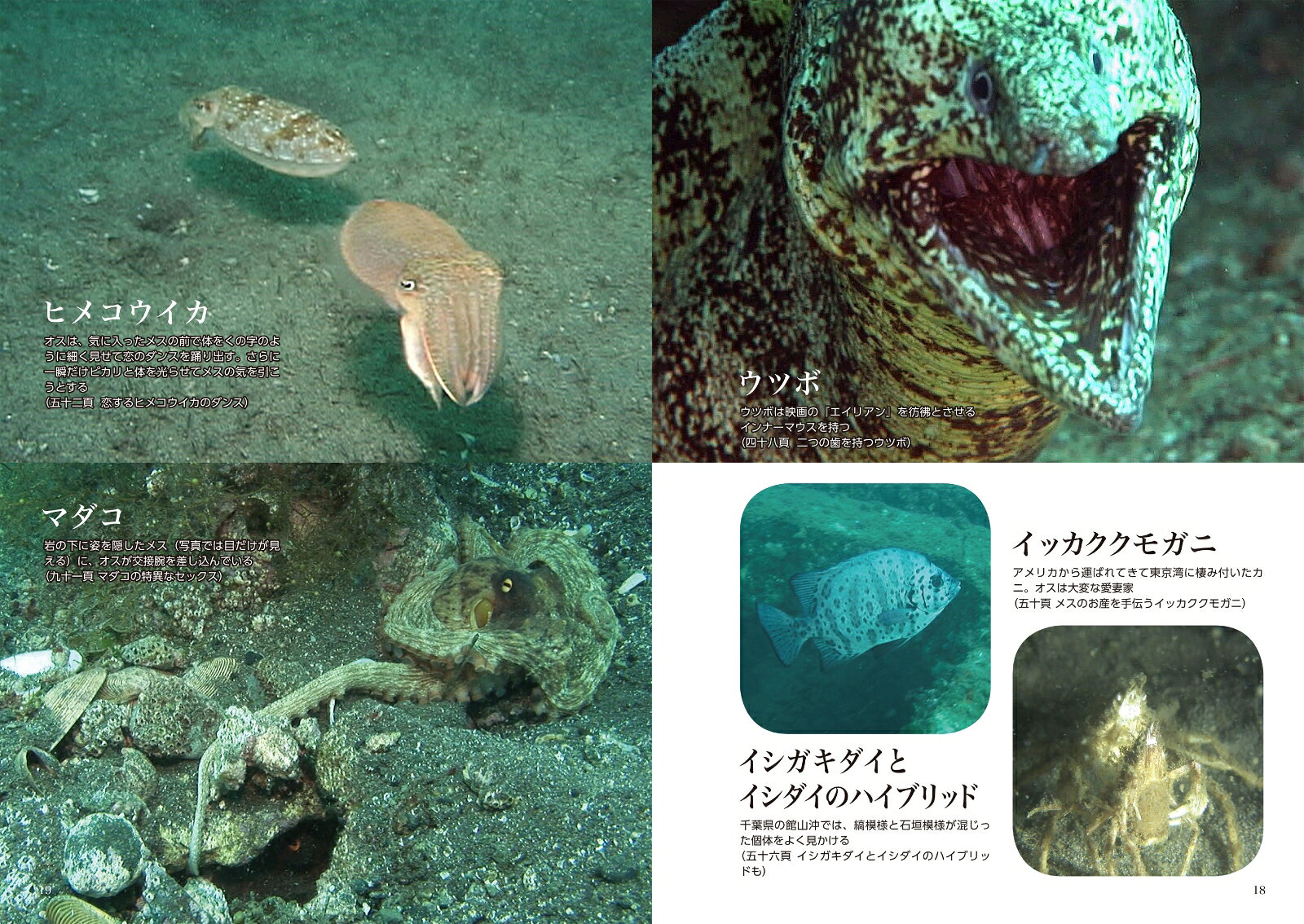 「江戸前の海」が「サンゴ礁の海」になる？東京湾 生物の不思議・最前線 [ 尾崎 幸司 ] book-19766889 楽天ブックス サンプル画像3