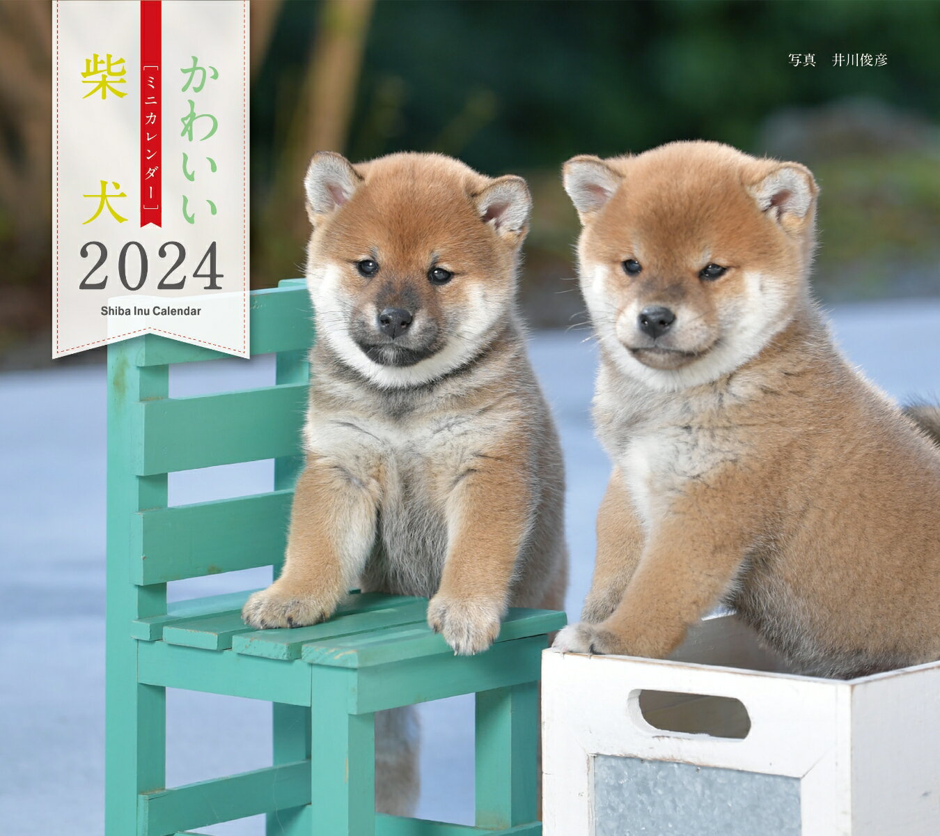 2024年カレンダー かわいい柴犬 （誠文堂新光社カレンダー） 井川 俊彦