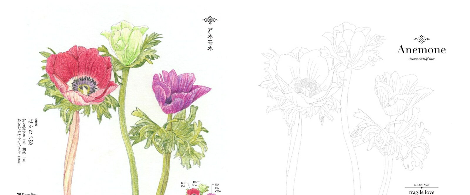 ぬりえ花言葉・花図鑑 [ 今井 未知 ] 2