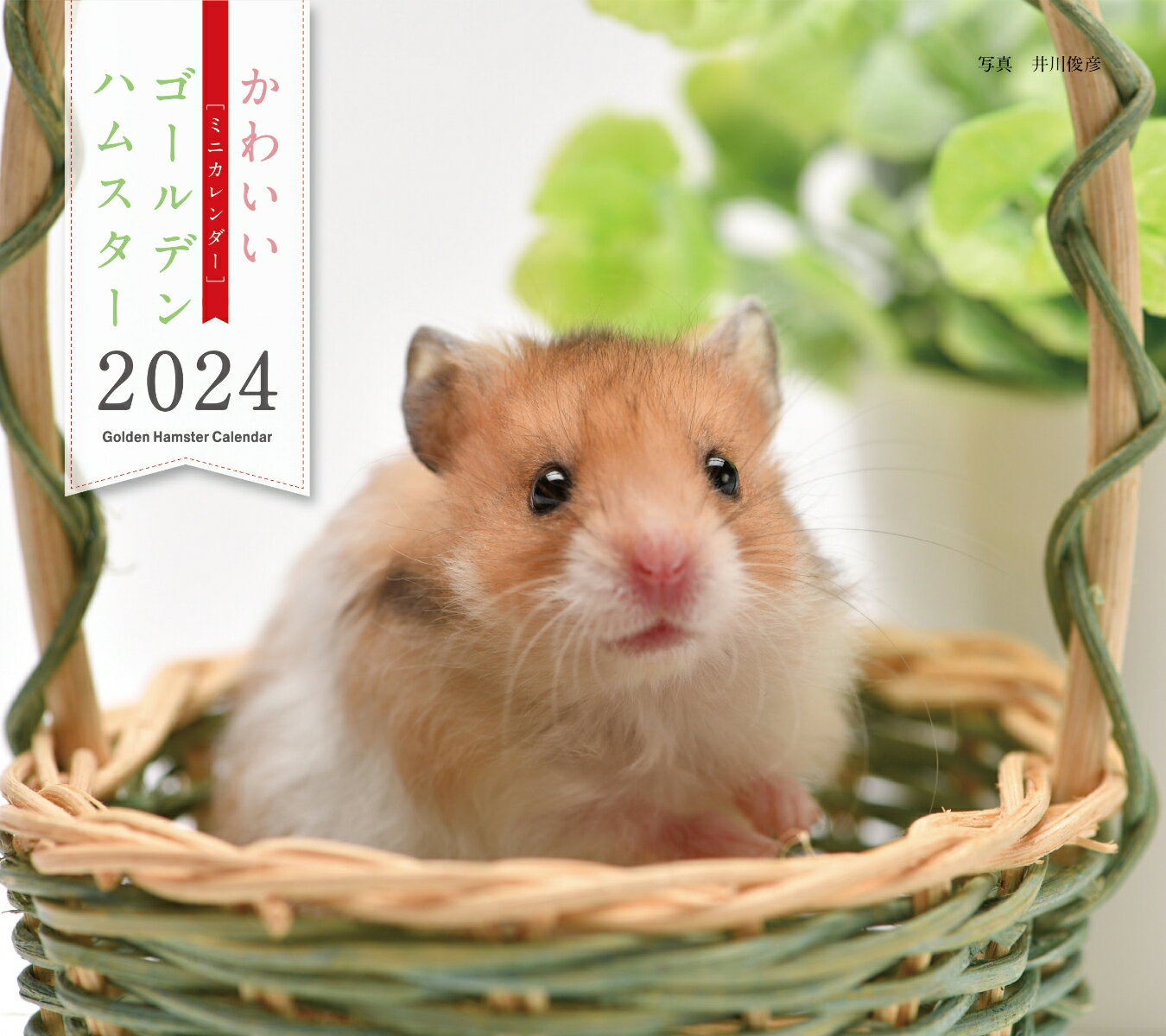 2024年カレンダー かわいいゴールデンハムスター