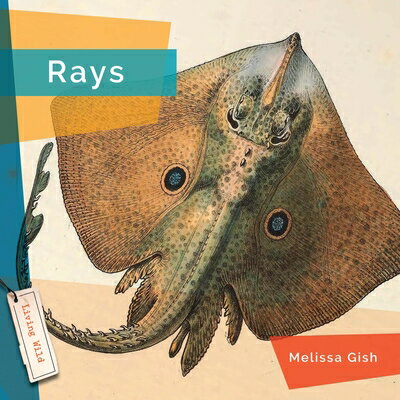 Rays RAYS [ Melissa Gish ]