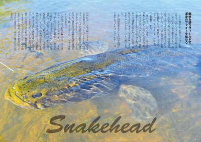 ライギョ 雷魚 とは 釣りでも人気な外来種の正体に迫る Kurashi No ライギョ 雷魚 とは 釣りでも人気な外来種の正体に迫る Kurashi No