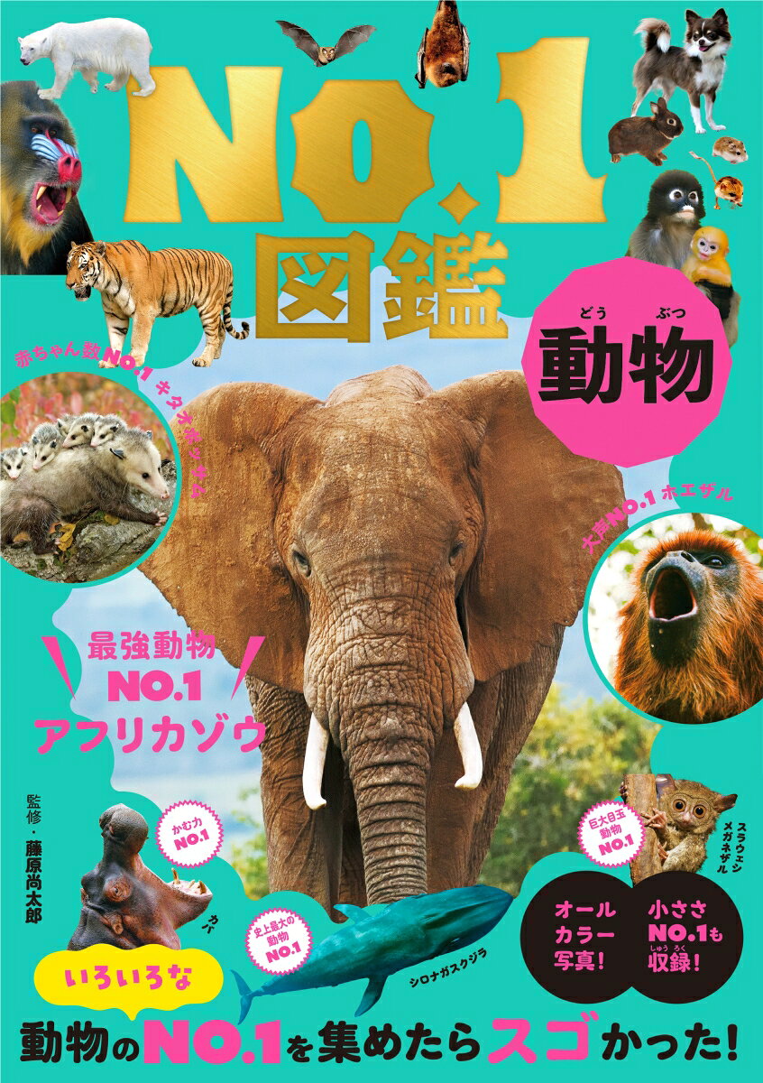 ★No．1図鑑シリーズ！★
地球上最大の動物、最強動物から最小動物、酒好き動物まで43ジャンル・100以上のNo．1動物がオールカラー写真で大登場！

動物のいろいろなNo．1を集めたらスゴかった！

第1章　No. 1が多い動物王 
陸のNo．1　アフリカゾウ／海のNo．1　シロナガスクジラが登場！
第2章　大きい！小さい！No.1 
大きいNo．1はもちろん、かわいすぎる小さいNo．1は必見！

第3章　すごい！びっくり！No.1 
走るスピードNO．1／泳ぐスピードNO．1／高飛びNO．1／大声NO．1　など人間以上のビックリのNO．1動物たちを紹介！

第4章　おもしろい！愛おしい！No.1
死んだふりNO．1／かくれんNO．1ぼ／酒好きNO．1／怖いもの知らずNO．1　など動物たちの知恵がNo．1に繋がる愛おしいNo．1を紹介！

No．1の様々な特徴はもちろん、No．1とNo．2／No．1と人間（自分）と比較しがら、動物への知識はもちろん「生物的・科学的な見方」や「考え方」を養います。