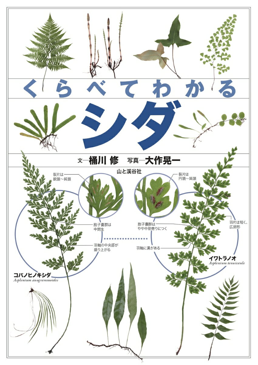 くらべてわかるシダ