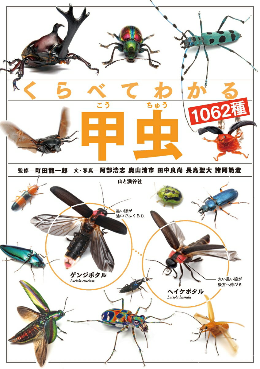 種類の多い甲虫の中でも、よく見られる種類を中心に亜種も含めて１０６２種紹介。甲虫の多様性や似たもの同士の違いが、くらべてわかる！