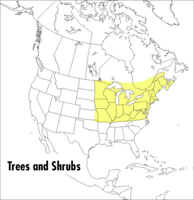 A Field Guide to Trees and Shrubs: Northeastern and North-Central United States and Southeastern and