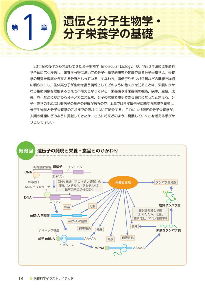 分子栄養学　改訂第2版 （栄養科学イラストレイテッド） [ 加藤　久典 ] 2