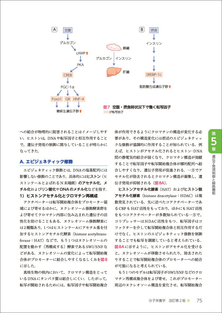 分子栄養学　改訂第2版 （栄養科学イラストレイテッド） [ 加藤　久典 ] 3