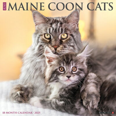 Just Maine Coon Cats 2025 12 X 12 Wall Calendar JUST MAINE COON CATS 2025 12 X [ Willow Creek Press ]