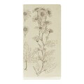 ほぼ日手帳(2020年1月はじまり)20weeks・牧野富太郎/ノジギク