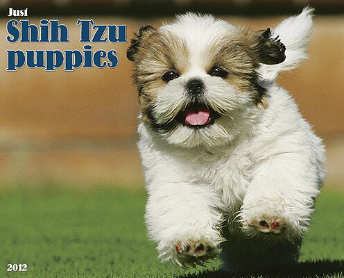 Just Shih Tzu Puppies CAL 2012-JUST SHIH TZU PUPPIES （Just (Willow Creek)） [ Willow Creek Press ]