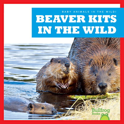 Beaver Kits in the Wild BEAVER KITS IN THE WILD （Baby Animals in the Wild!） [ Katie Chanez ]