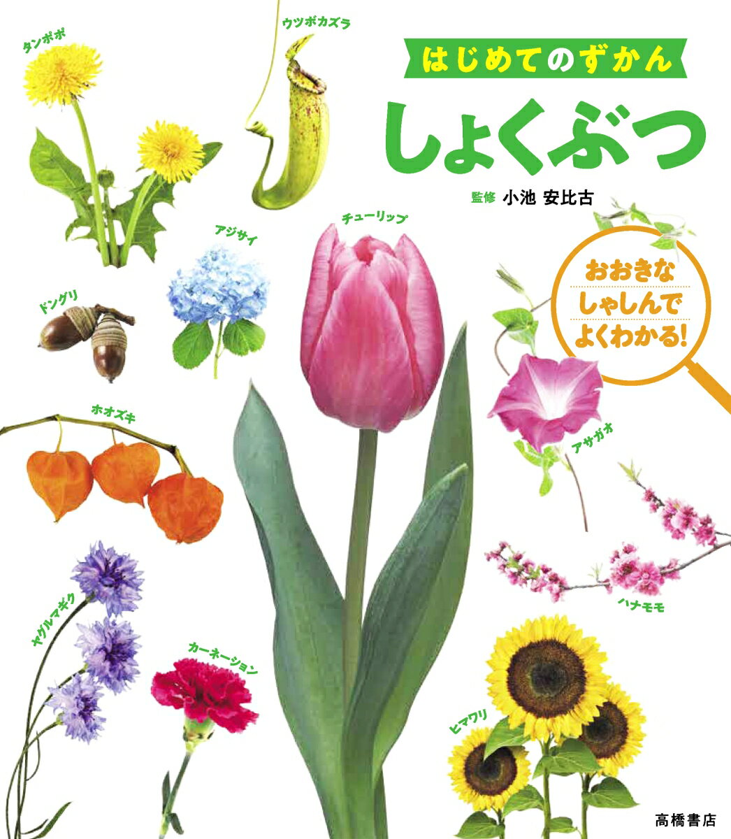 【楽天ブックスならいつでも送料無料】はじめてのずかん　しょくぶつ ...