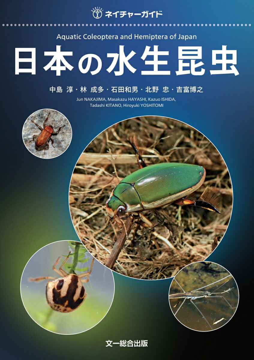 池沼、河川、水たまり、海岸など、日本列島にはさまざまな湿地帯があり、そこには多様な水生昆虫が暮らしています。本書は日本から確実に記録のある真水生の水生昆虫（コウチュウ目・カメムシ目）全種を解説（２０１９年１１月末時点）。掲載種の約９割は、生きた水生昆虫の美しさが伝わる生体写真で紹介。また識別に役立つ特徴と写真を交えた新しい検索図も収録。