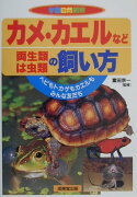 カメ・カエルなど両生類・は虫類の飼い方