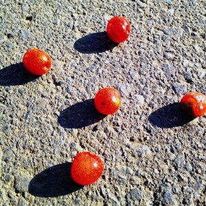 ノーツ [ ダニエル・クオン ]