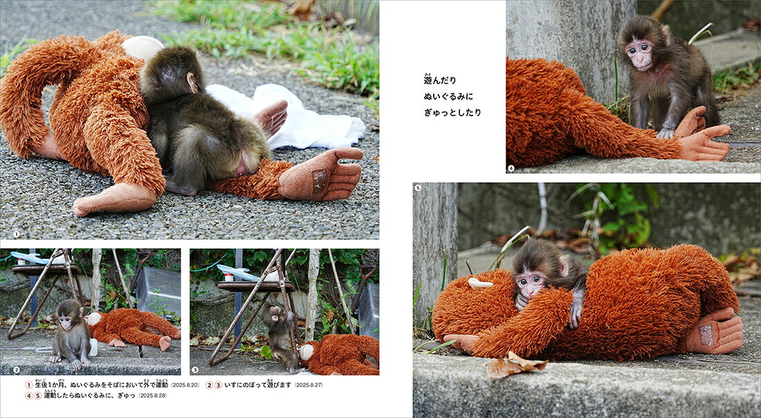 がんばれ　パンチ 子ザルの成長物語 [ 市川市動植物園 ]