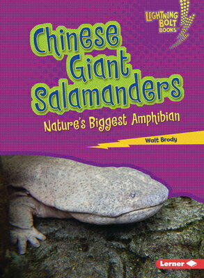 Chinese Giant Salamanders: Nature's Biggest Amphibian SALAMANDERS （Lightning Bolt Books (R) -- Most Massive Animals） [ Walt Brody ]