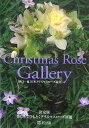 Christmas rose gallery