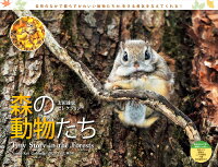 太田達也セレクション森の動物たちTiny Story in the Forest（2020）