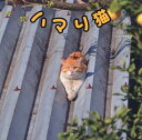ハマり猫