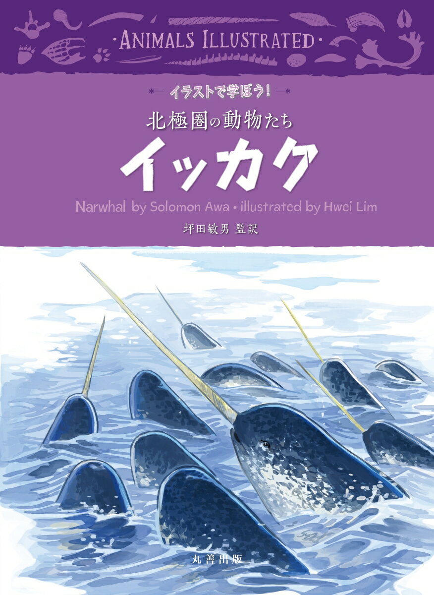 イッカク （イラストで学ぼう！北極圏の動物たち） 坪田 敏男