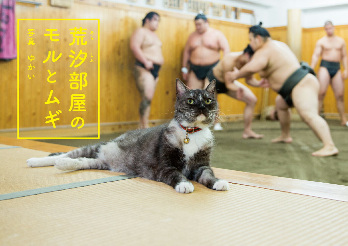 力士たちと仲よく一緒に暮らしている、世界で一番相撲を見ている猫。