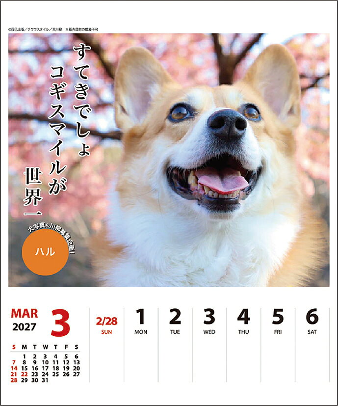 コーギー川柳 週めくり 卓上/壁掛（2027年1月始まりカレンダー） (3)