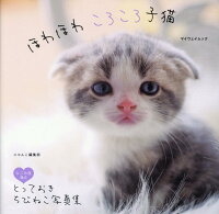 ほわほわころころ子猫