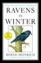 Ravens in Winter [ Bernd Heinrich ]