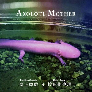 AXOLOTL MOTHER
