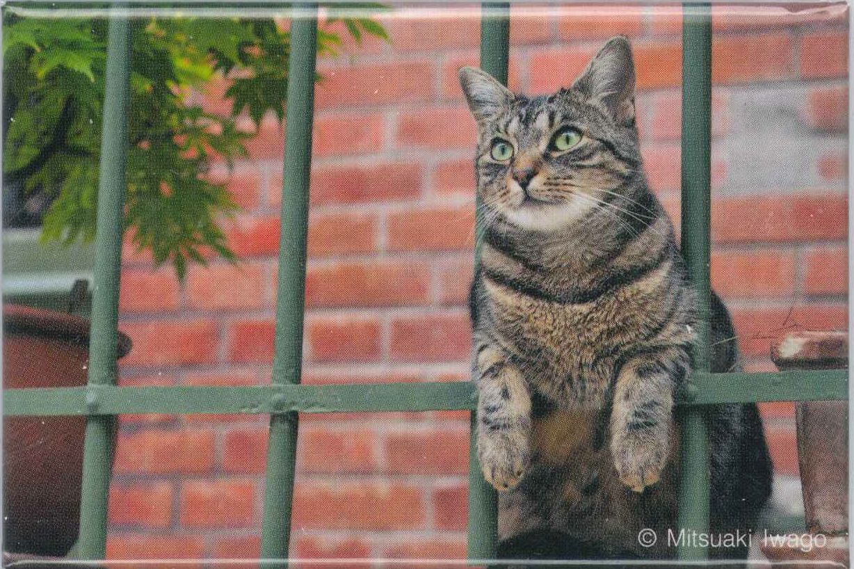 岩合光昭 ねこ角マグネット パリメイン