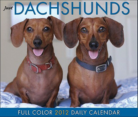 Just Dachshunds Daily Calendar CAL 2012-JUST DACHSHUNDS （Just (Willow Creek)） [ Willow Creek Press ]