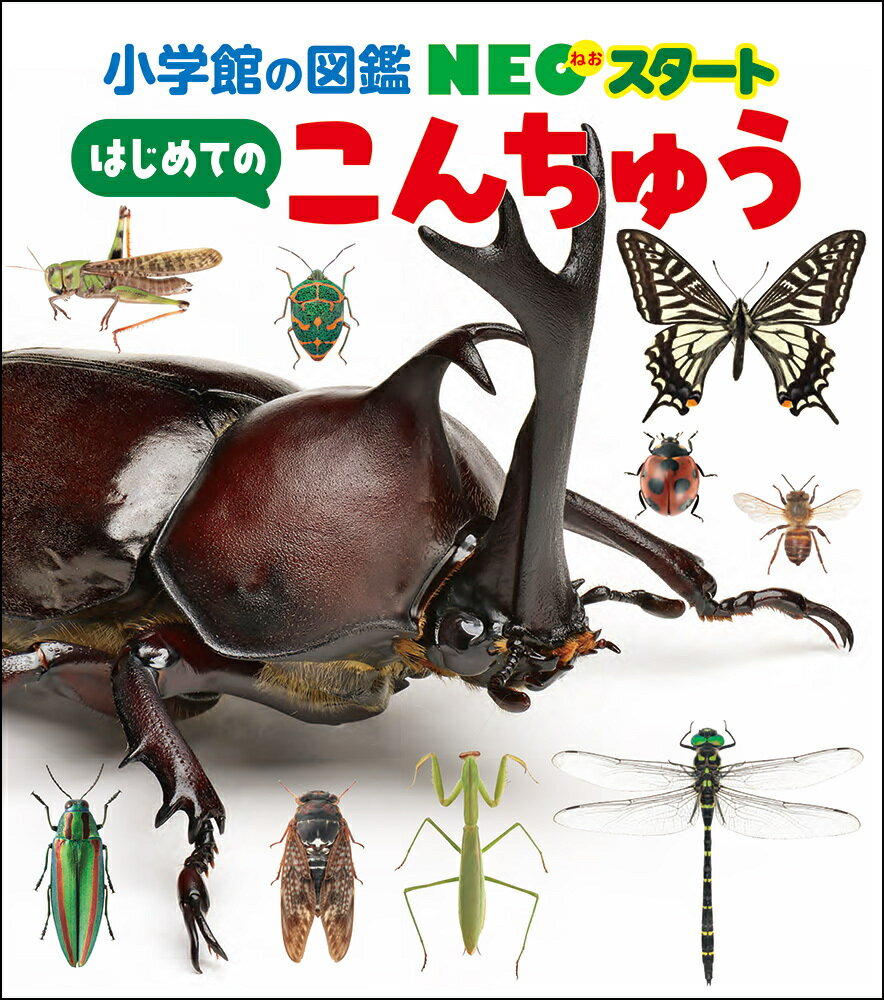 NEOスタート はじめての こんちゅう ／丸山 宗利 （小学館）