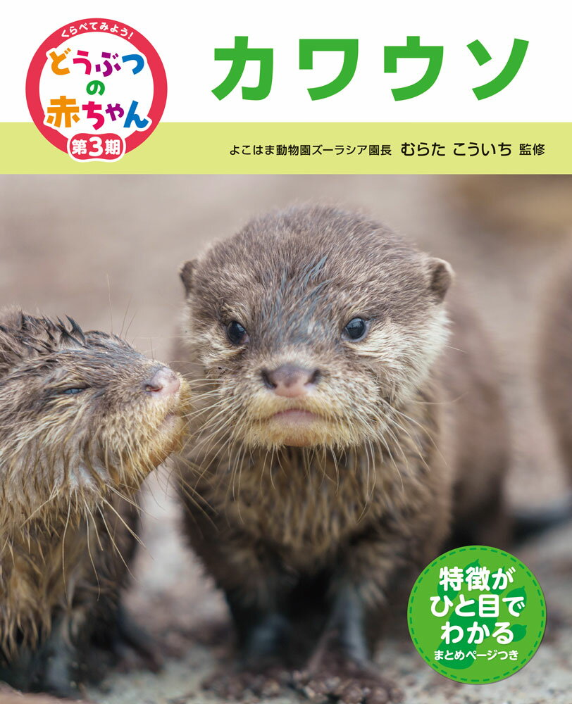 ★コツメカワウソの赤ちゃんの成長を追った写真絵本
さまざまな動物たちが生まれて成長していくすがたを、かわいらしい写真満載で紹介する写真絵本シリーズ。この『カワウソ』の巻では、コツメカワウソの赤ちゃんが、家族みんなにお世話をされて育っていくすがたを紹介します。

★要点がわかりやすい！写真絵本
写真絵本内の文章の一部にはマークをつけ、動物の赤ちゃんの特徴や成長の様子のポイントをわかりやすく示しています。
また写真絵本の後には、要点を箇条書きでまとめた振り返りページつき。ほかの動物ともくらべやすくなっています。

★くらべるポイントがわかりやすい！巻末にはデータページも
このシリーズでは、たくさんの動物たちの子育て方法をくらべてみることで、それぞれのユニークな特徴がよくわかります。生まれたときの大きさや、目・耳のようす、お母さんとの見た目のちがいなどを、いろいろな動物でくらべられます。
巻末にはくらべてわかるQ&Aやデータページもついています。

★1年生国語「どうぶつの赤ちゃん」の授業の参考図書に！
1年生でも読めるような短い文章で、国語の時間にも大活躍！　巻末には、コピーして使えるまとめシートつき。学校でも大好評のシリーズです。