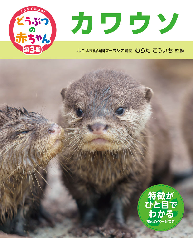 カワウソ （くらべてみよう！どうぶつの赤ちゃん　23） [ むらた　こういち ]のサムネイル