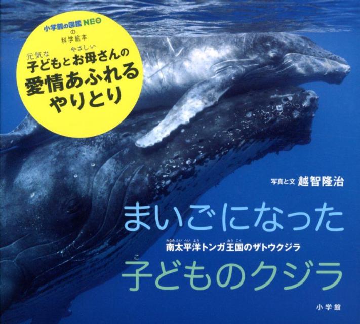 まいごになった子どものクジラ 南太平洋トンガ王国のザトウクジラ （小学館の図鑑NEOの科学絵本） 越智 隆治