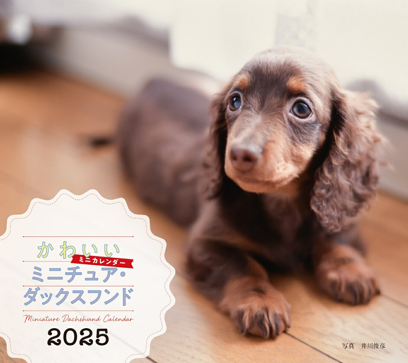 2025年カレンダー かわいいミニチュア・ダックスフンド