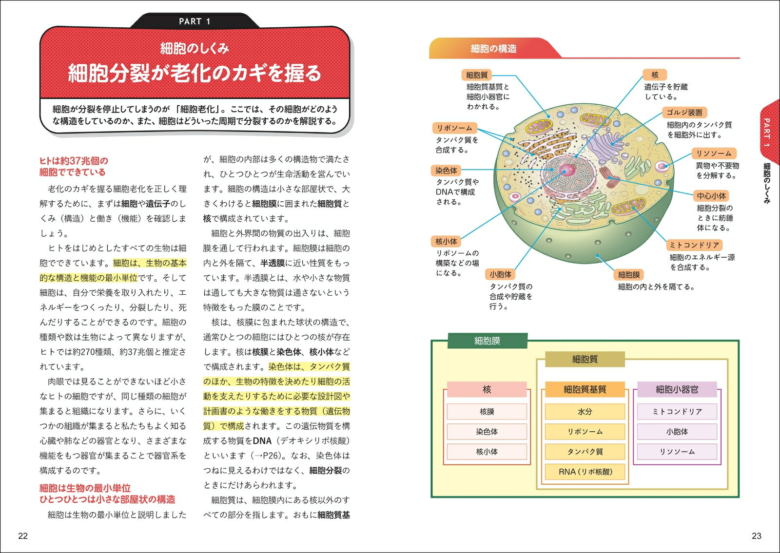 今と未来がわかる 老化の科学 [ 中西 真 ]の紹介画像3
